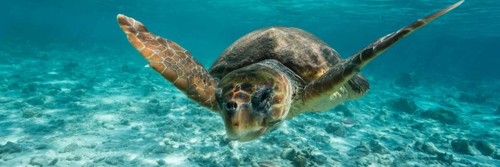 Eine Meeresschildkröte schwimmt im seichten Meerwasser.