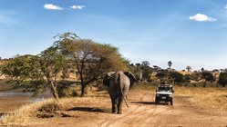 Ein Elefant läuft durch die Savanne in Tansania 