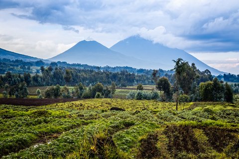 Landschaft mit Blick auf die Virunga Vulkane im Nationalpark in Ruanda.